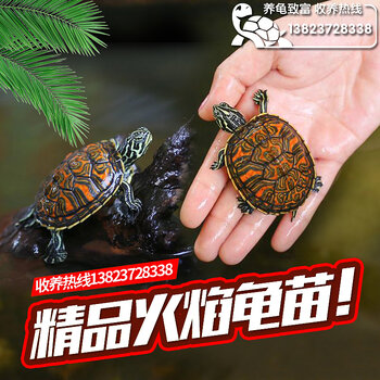批发出售精品火焰龟玩家宠物龟火焰龟苗价格深